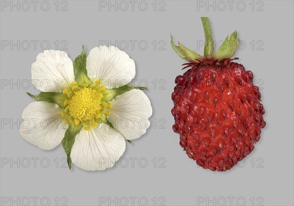 Woodland strawberry