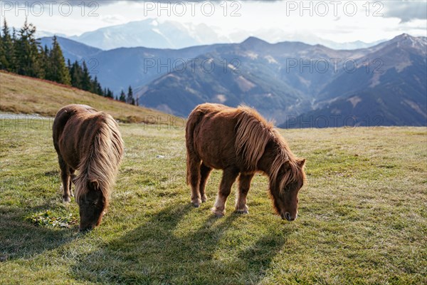 Ponies grazing near the Schoenleitenhuette