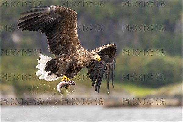 White-tailed eagle