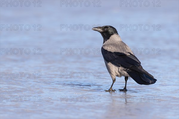 Common raven