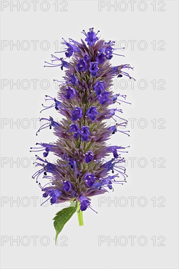 Anise hyssop