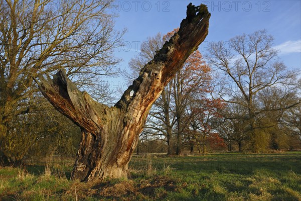 Dead old oak in the floodplain forest