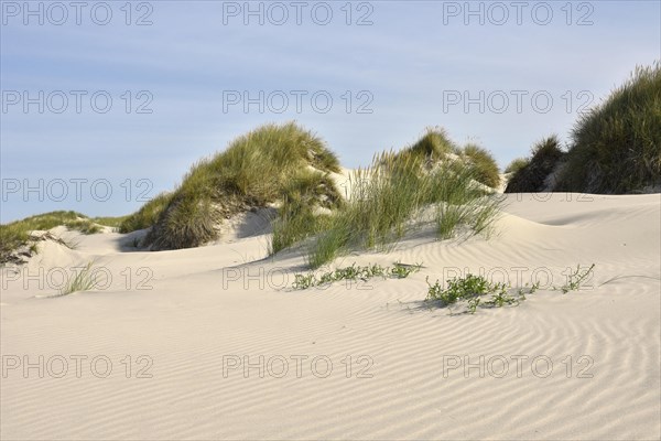 Foredunes at the beach section Nebel