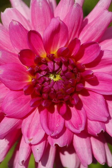 Pink Flowering Dahlia