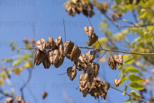 Withered fruits of the goldenrain tree