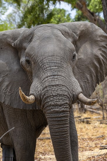 African elephant