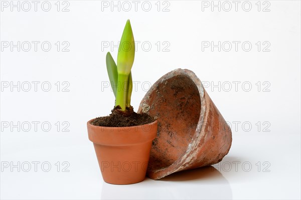 Drifting bud of an amaryllis