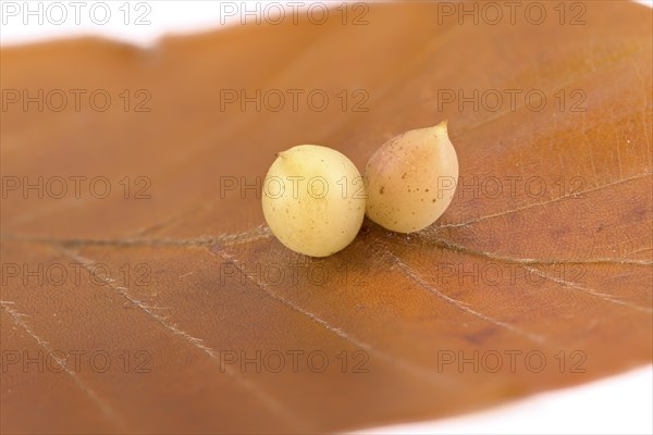 Beech gall midge