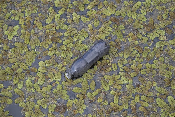 Plastic bottles swims on Floating Watermoss