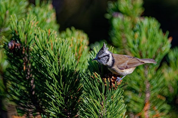 Crested tit