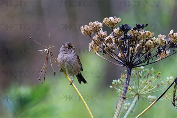 Golden-crowned sparrow