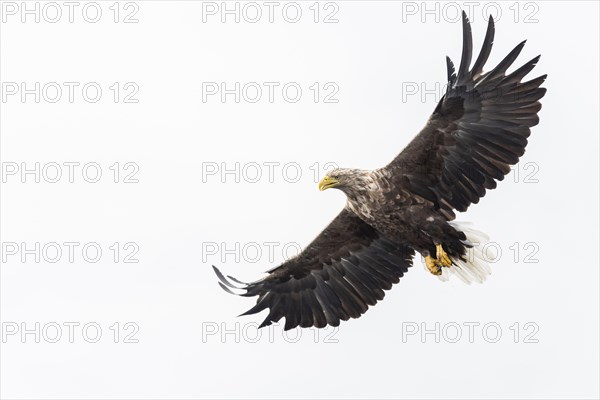 White-tailed eagle