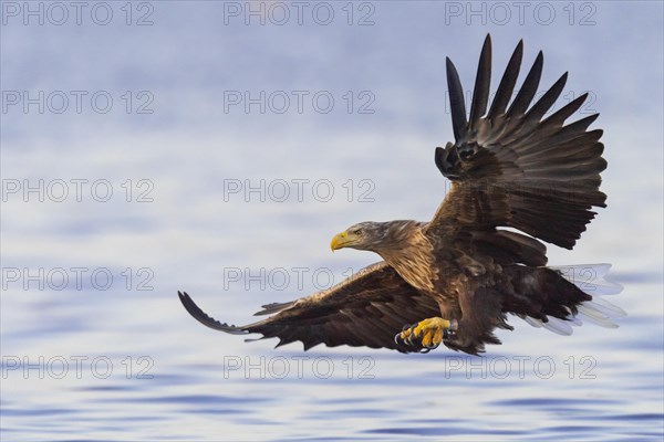 White-tailed eagle