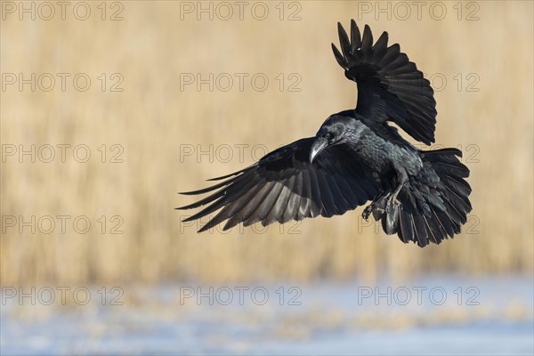 Common raven