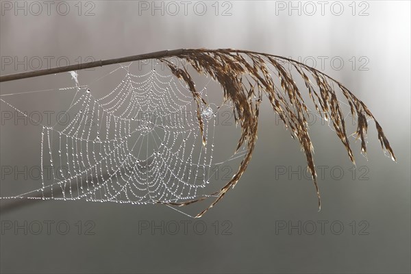 Spider's web on a reed stalk with morning dew
