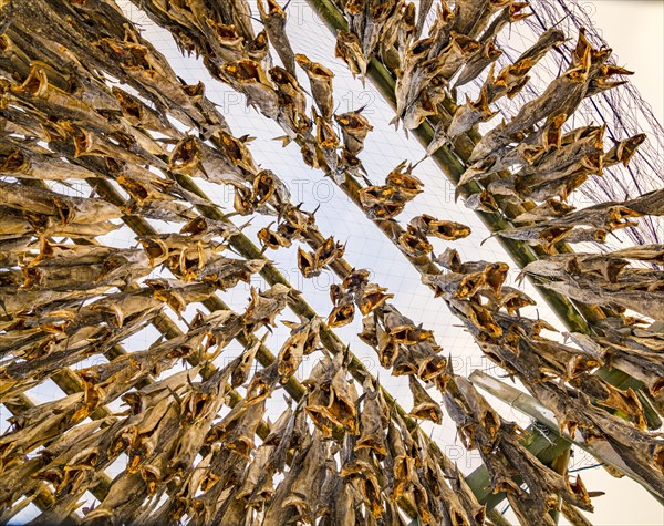 Cod stockfish drying on rack