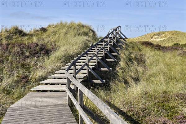 Boardwalks with trefoils in the dune area near Norddorf