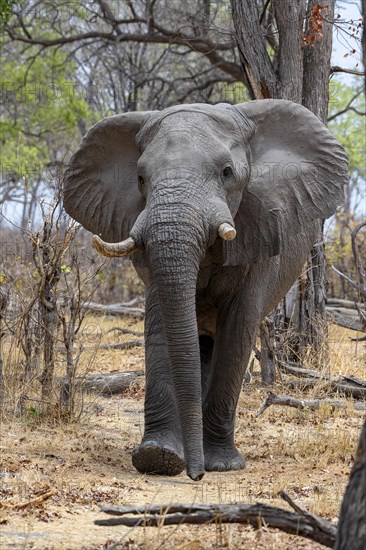 African elephant