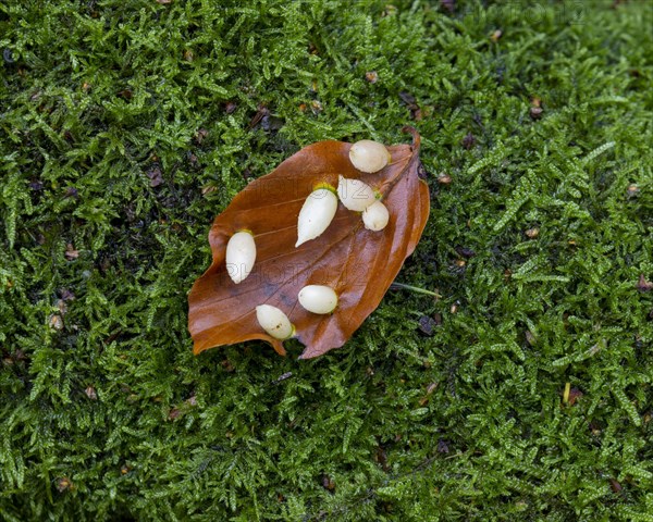 Galls of the beech gall midge