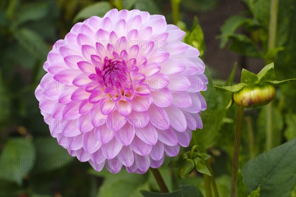 Flowering dahlia