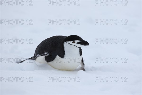 Chinstrap penguin