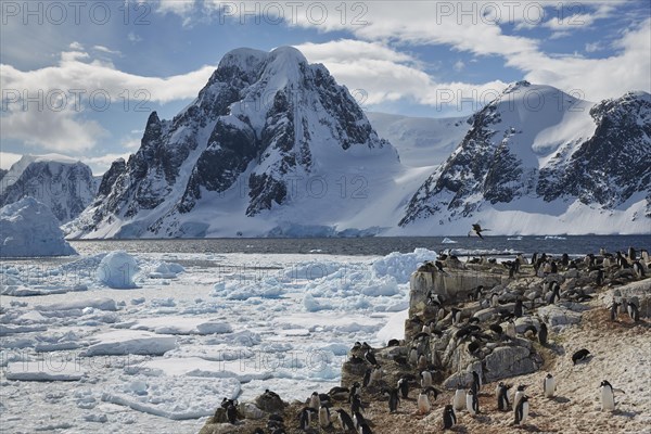 Adelie penguin