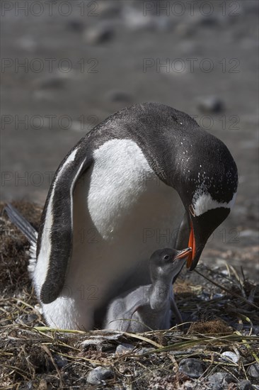 Gentoo penguins