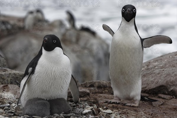 Adelie penguin