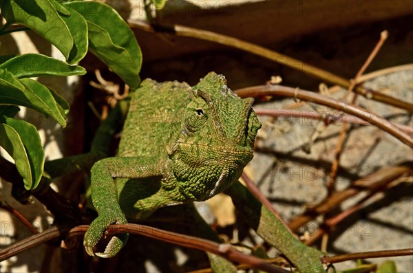 Mediterranean chameleon