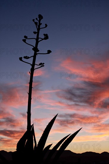 Agave backlit against evening sky