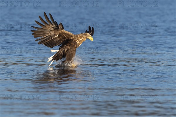 White-tailed eagle