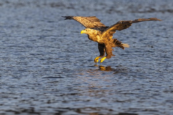 White-tailed eagle