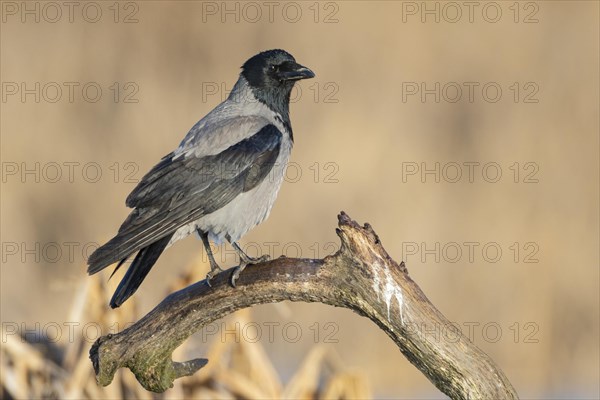 Common raven