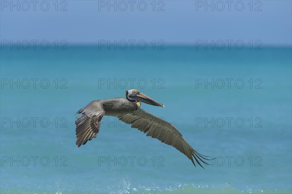 Young brown pelican