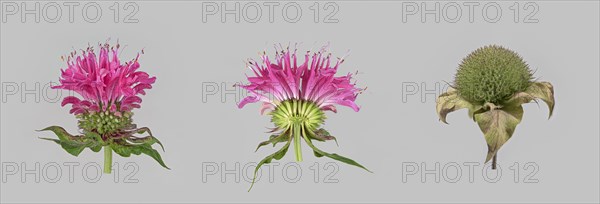 Bee balm hybrid