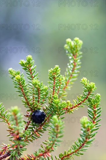 Black crowberry