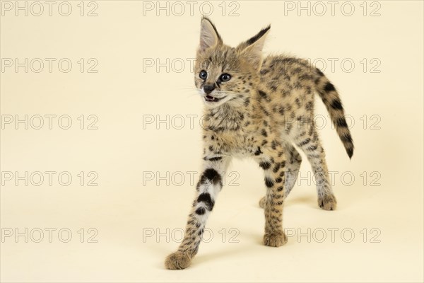 Serval