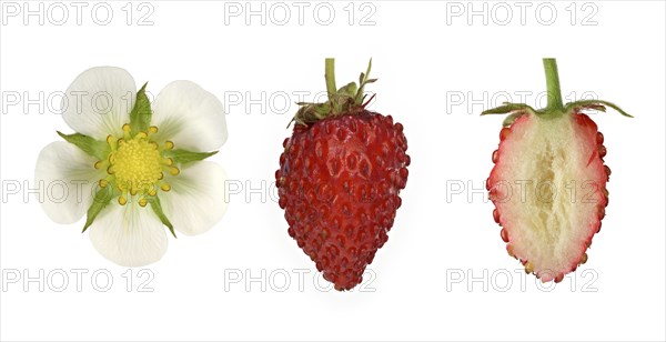 Woodland strawberry
