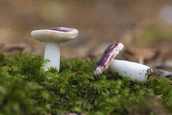 Russula