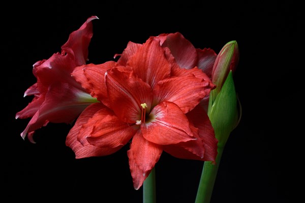 Flowering Amaryllis