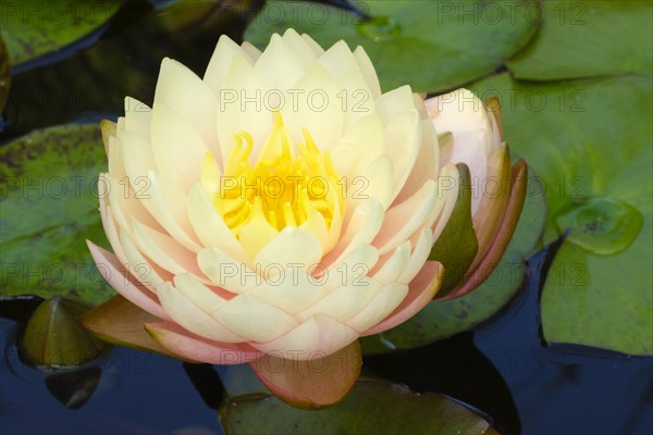 Hardy water lily