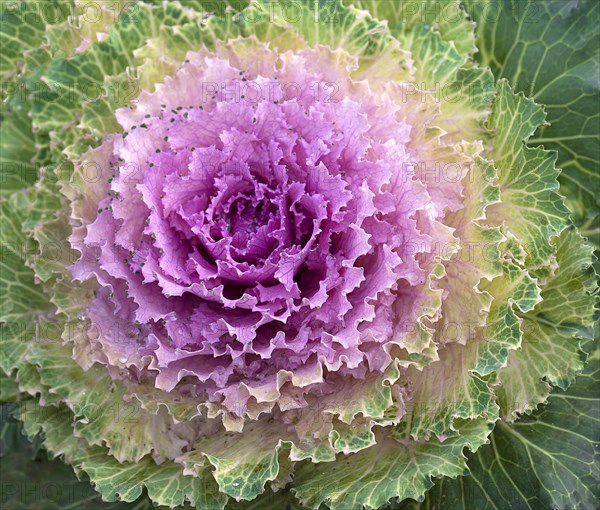 Vegetable cabbage
