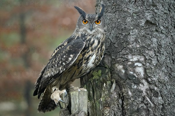 Eurasian eagle-owl