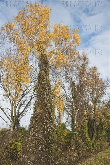 Warty birch