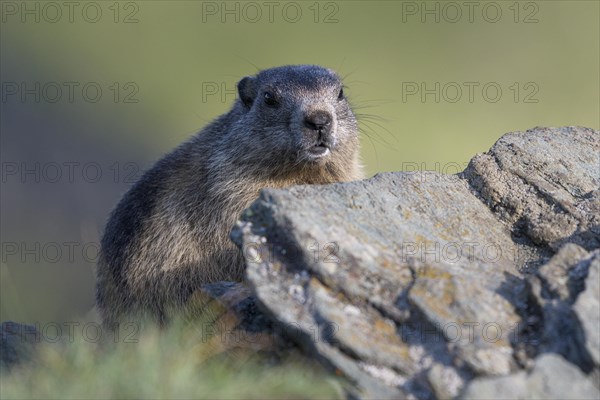 Alpine marmot