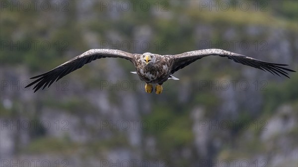 White-tailed eagle