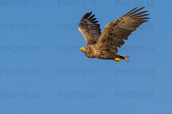 White-tailed eagle