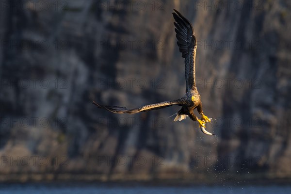 White-tailed eagle