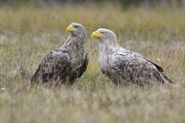 White-tailed eagle