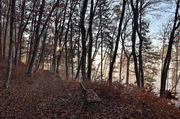 Forest path and bench in beech forest